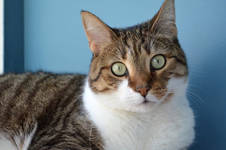 Chloe_Holderman-Blonski_stones_remission