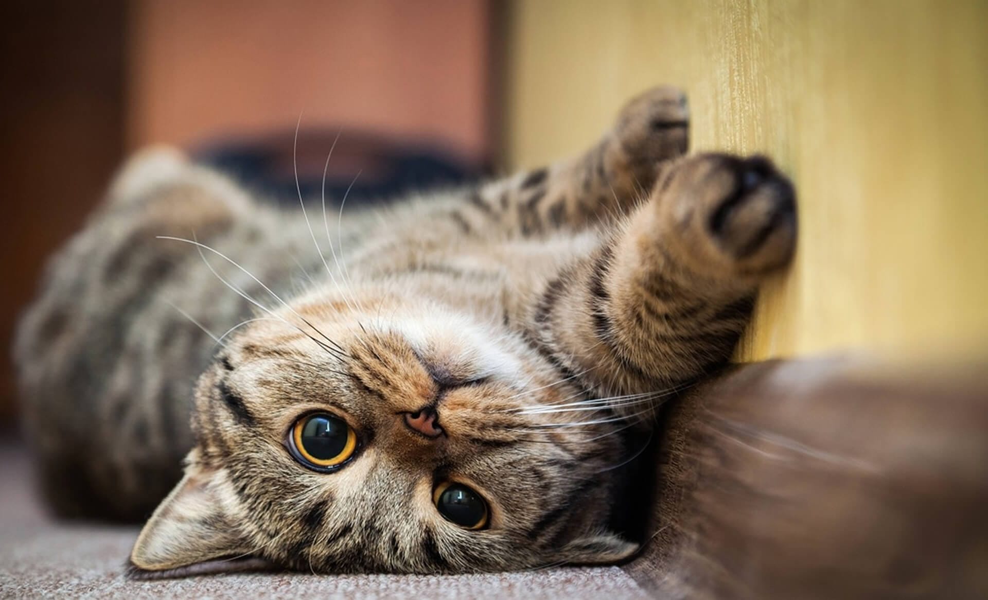 cat laying on back looking at you