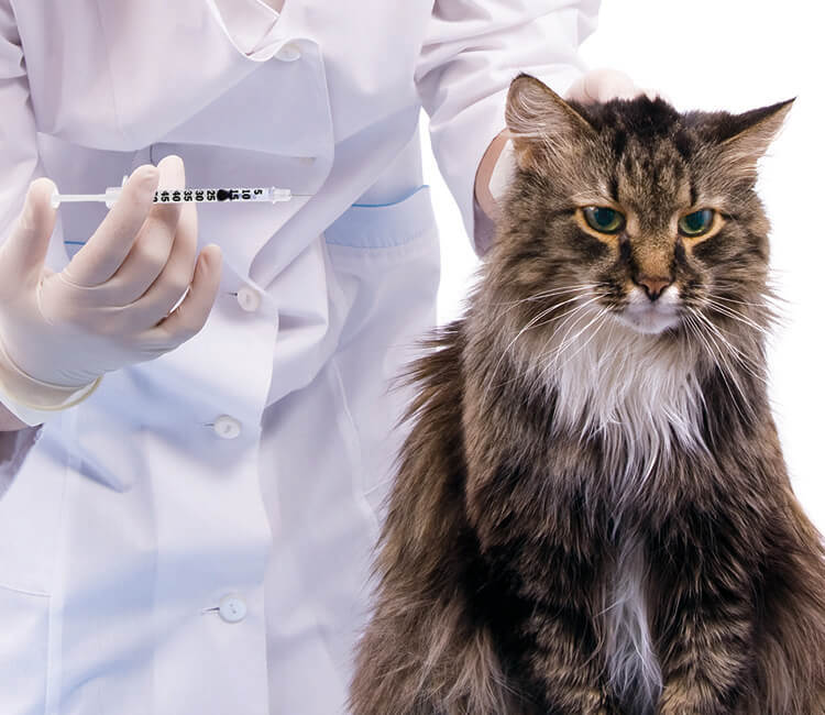 Cat getting an insulin shot