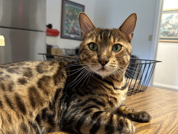 alvin-chief-treat-officer