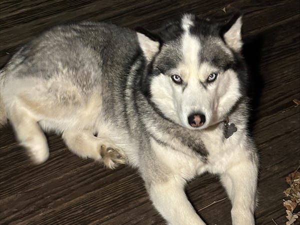 apollo-social-media-wooficial