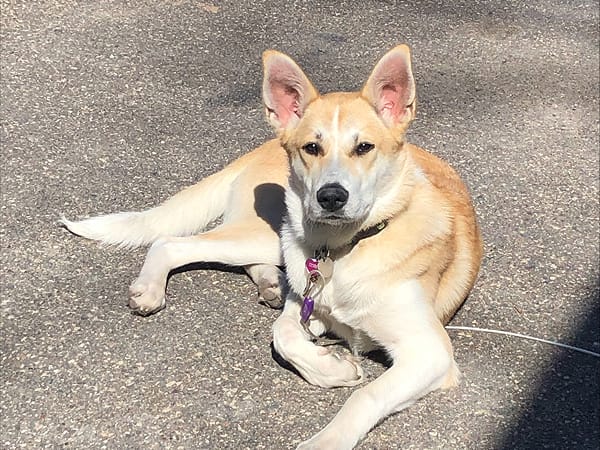 athena-pawblic-relations-specialist