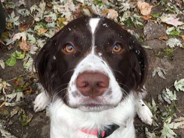 belle-pawject-manager