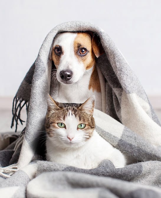 Adorable dog and cat cuddling together under cozy gray blanket - pet companionship and friendship