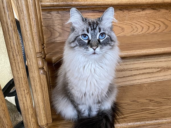 howie-pawsitive-engagement-specialist