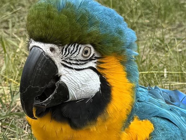 kona-flight-risk-analyst