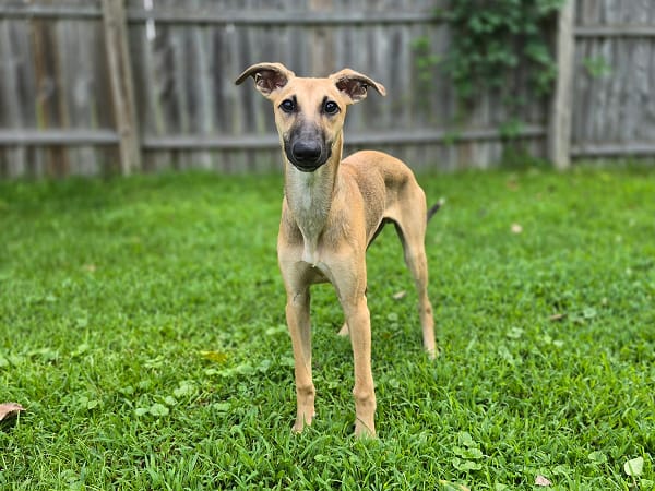 legend-director-of-zoomies