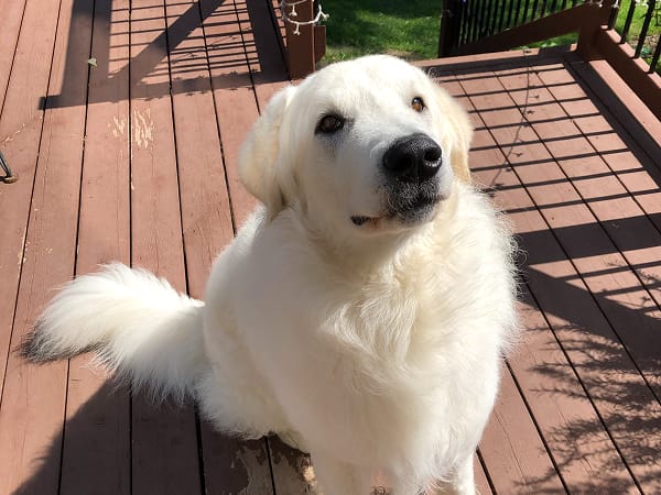 maverick-treat-acquisition-director