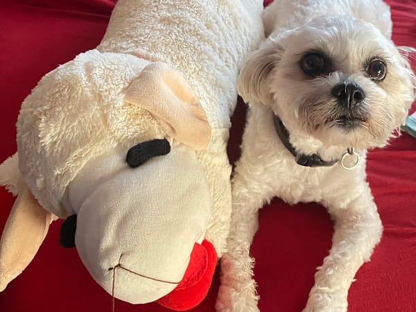 milo-napping-strategist