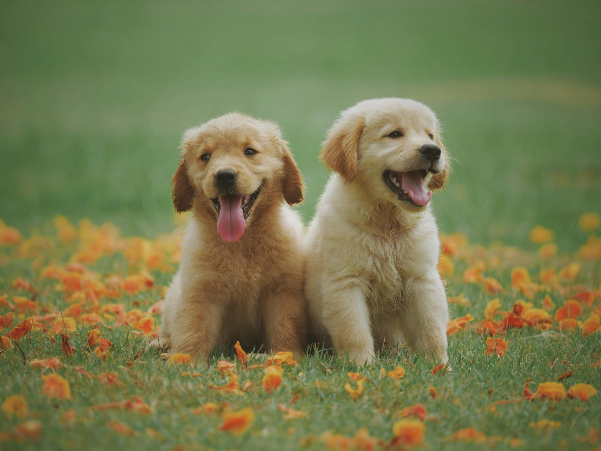 Two adorable Golden Retriever puppies sitting in grass with orange autumn leaves - happy playful young dogs outdoors