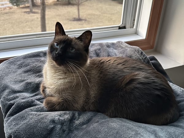 sadie-snuggle-specialist