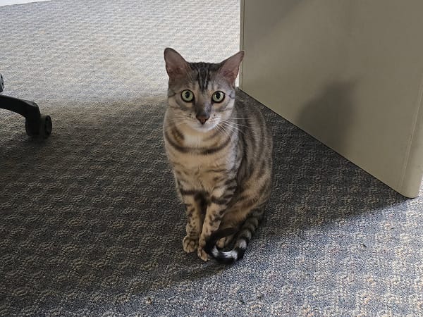 simon-chief-purrdect-officer