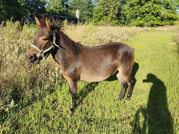 sofia-event-kickoff-assistant