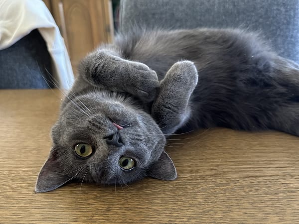 tilly-manager-of-mischief