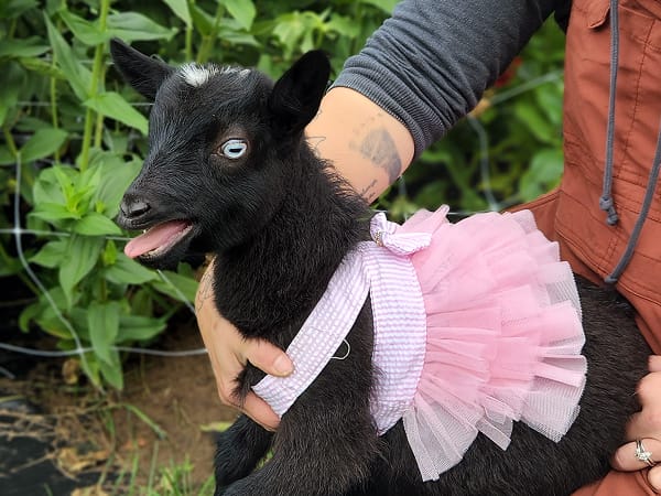 tina-tuna-director-of-hoof-and-safety