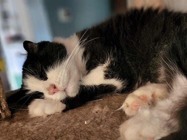 tugboat-purrchasing-coordinator