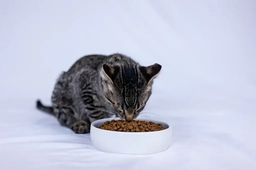 Whisker Fatigue and the Importance of Proper Bowl Setup